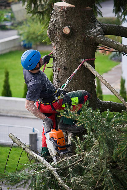 How Our Tree Care Process Works  in  Skidaway Island, GA